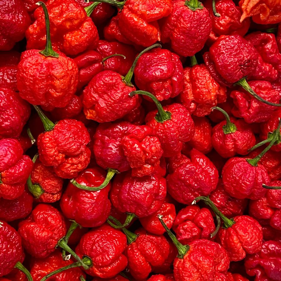 gaston chilli (26)
